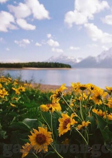 足球365比分-足球365比分，球迷的实时信息宝库与赛事激情催化剂